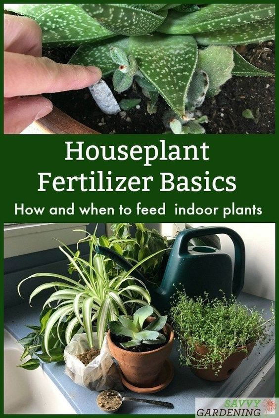 Image credit: Savvy Gardening