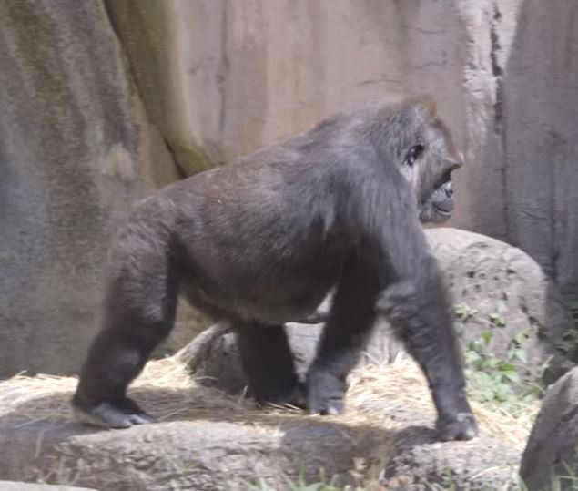 Image credit: Facebook | Audubon Zoo