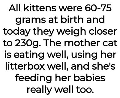 Image credit: catladyaita | catladyaita