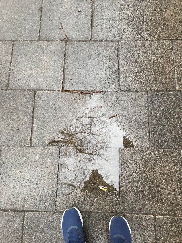 Image credit: Reddit | pigeondude11