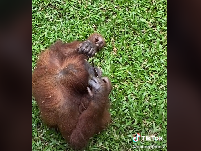 Image credit: TikTok | @minorcrimes