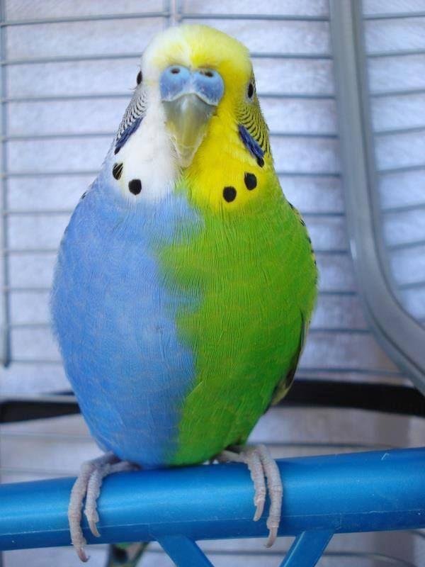 Image credit: Reddit | Boules_De_Plumes