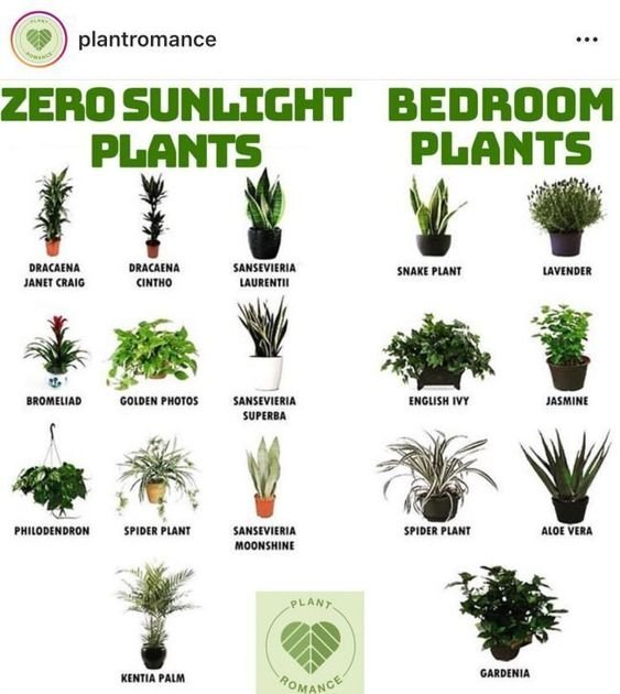 Image credit: Plant Romance