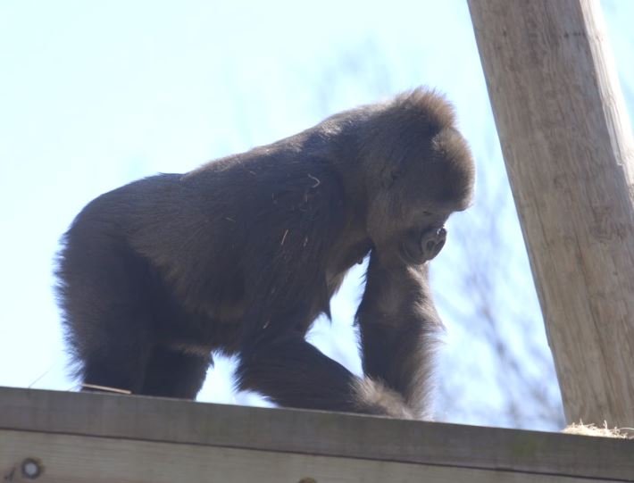Image credit: Facebook | Audubon Zoo