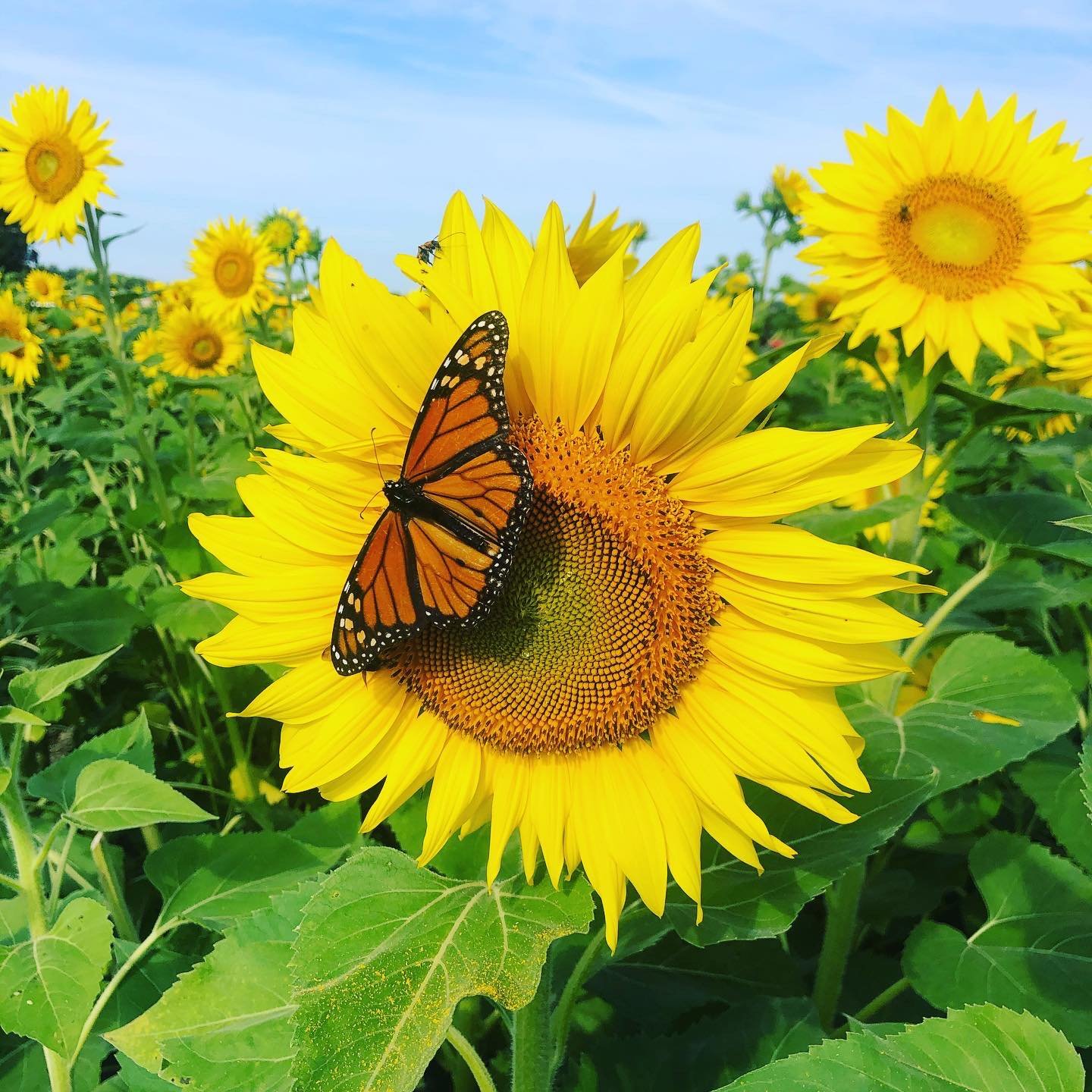 Image credit: Facebook | Thompson Valley Farm