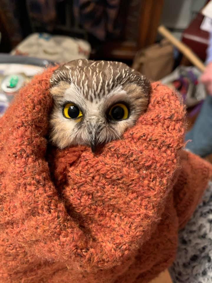 Image credit: Facebook | Ravensbeard Wildlife Center