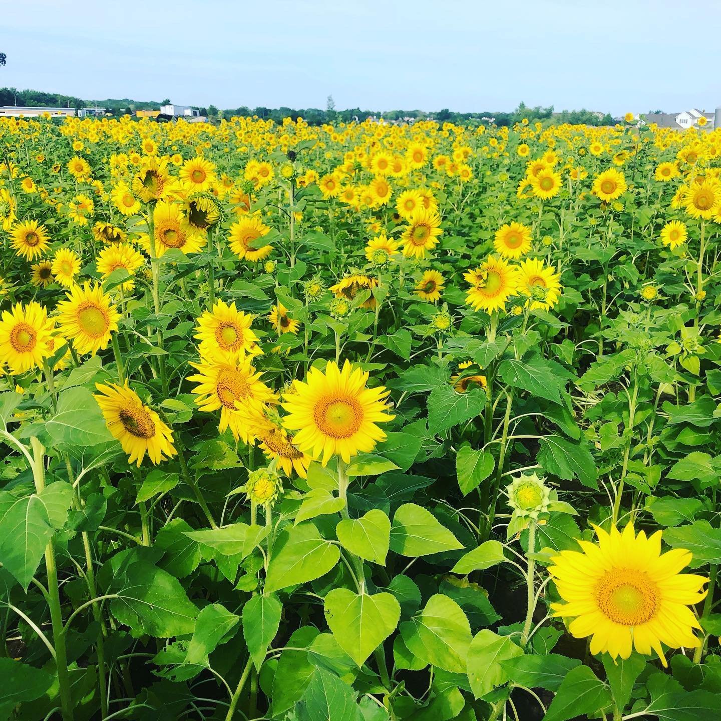 Image credit: Facebook | Thompson Valley Farm