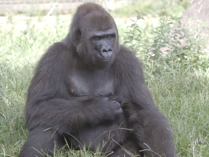 Image credit: Facebook | Audubon Zoo