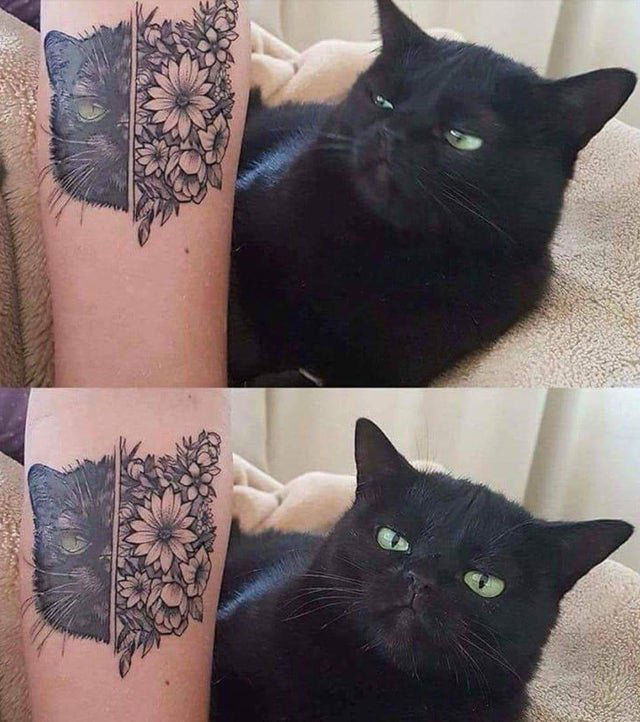 Image credit: Reddit | Slothkitty