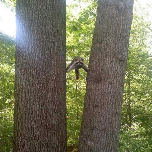 Image credit: Reddit | diveonfire
