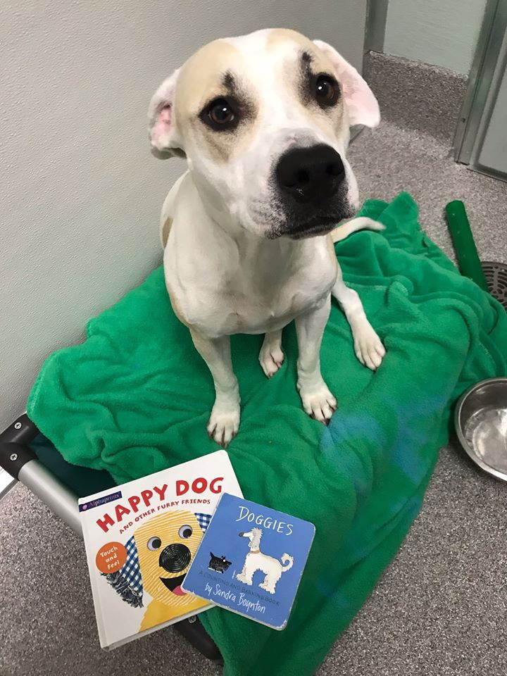 Image credit: Facebook | Ingham County Animal Control and Shelter