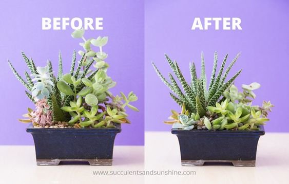 Image credit: Succulents And Sunshine
