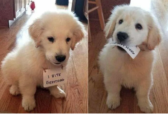 Image credit: Reddit | UnsteadyKoala