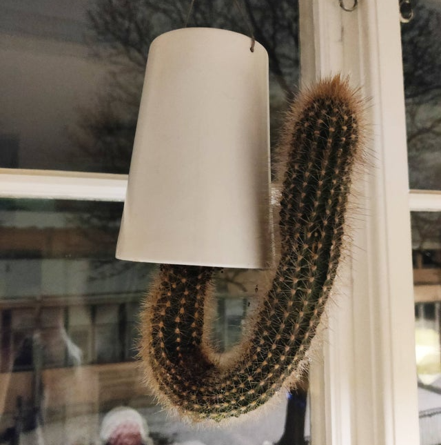 Image credit: Reddit | pteroducktool
