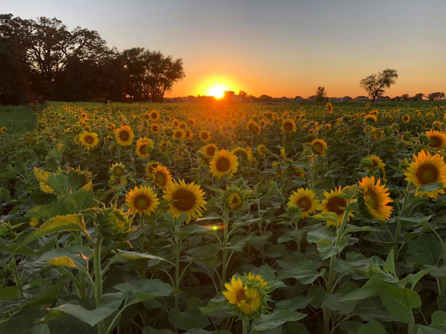 Image credit: Facebook | Thompson Valley Farm