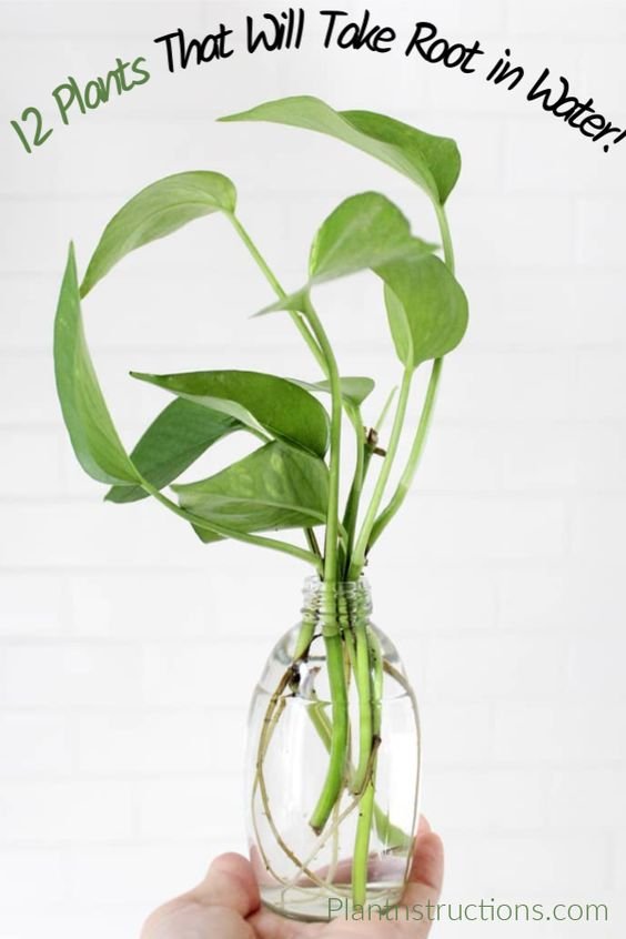 Image credit: Plantnstructions